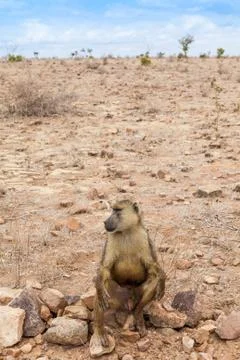 Baboon in kenya Stock Photos