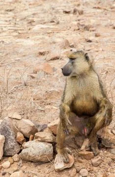 Baboon in kenya Stock Photos