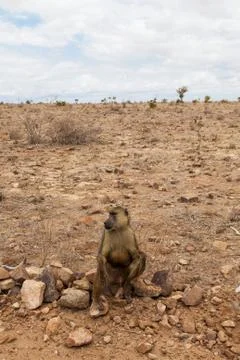 Baboon in kenya Stock Photos