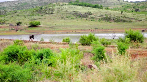 Baboon by a Lake Stock Footage 39886173