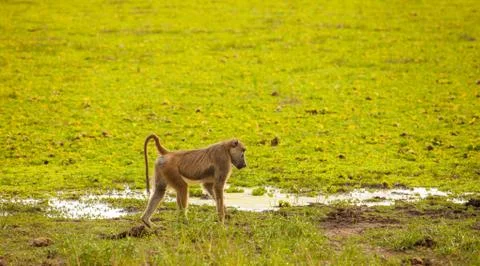 Baboon at lake Stock Photos