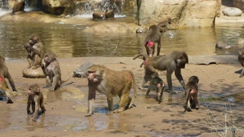 Baboon leader baboon group monkey group Stock Footage 195476872