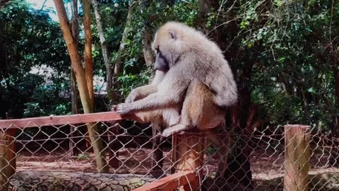 Baboon Lightly Scratching Foot and Looking Around Stock Footage 311653493