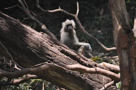 Baboon on a log. Stock Photos