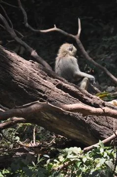 Baboon on a log. Stock Photos
