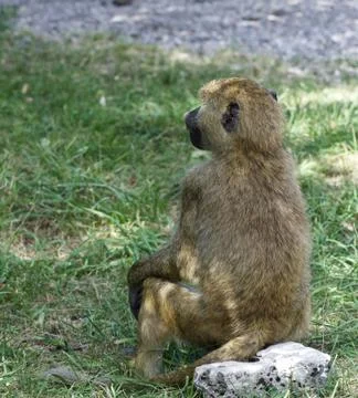 The baboon is looking afield while sitting on the rock Stock-Fotos