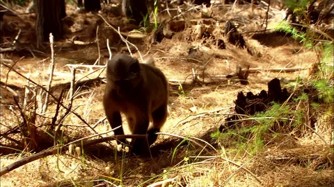 Baboon looking for food under pine needles Stock Footage 161810401