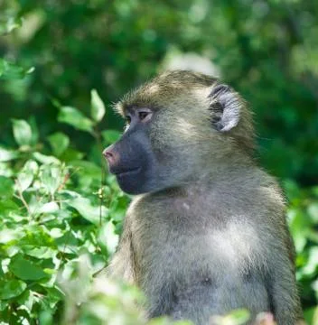 The baboon is looking somewhere Stock Photos