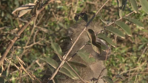 BABOON LOOKS THROUGH LEAVES AT CAMERA | EXT, TIGHT | 60fps | 1080p Stock Footage 105313142