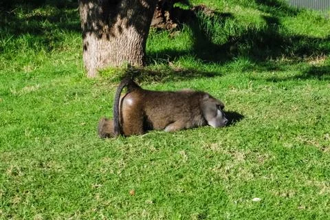 Baboon lying on the lawn up the ass. Baboon monkey funny behavior. Stock Photos