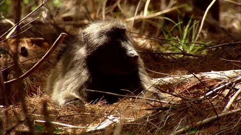 Baboon lying in pine needles Stock Footage 161810229
