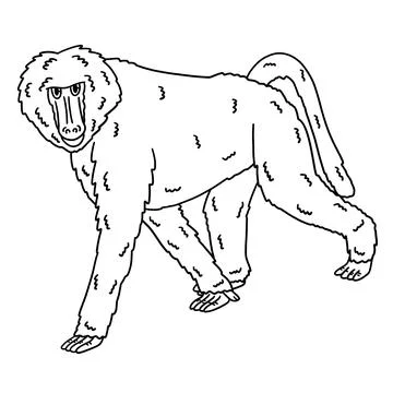 Baboon Monkey Animal Isolated Coloring Page Stock Illustration