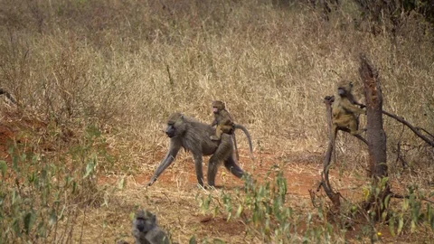 Baboon Monkey Baby on Back of His Mother While She Walking in African 動画素材 121848519