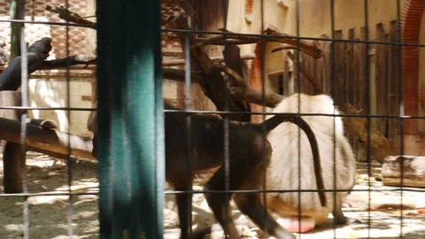 Baboon monkey in cage at zoo Stock Footage 112665091