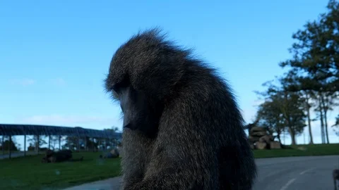 Baboon monkey on car bonnet Vídeos de archivo 100602469