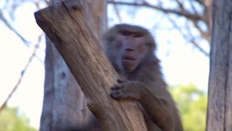 Baboon monkey climbing 動画素材 69100508