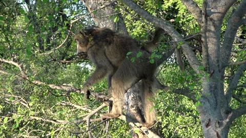 Baboon monkey climbing tree in Kruger National Park, South Africa Stock Footage 122582168