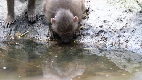 Baboon monkey drinking water and playing with each other Stock Footage 88159843