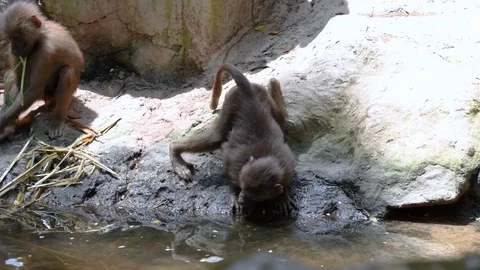 Baboon monkey drinking water and playing with each other Stock Footage 88161083