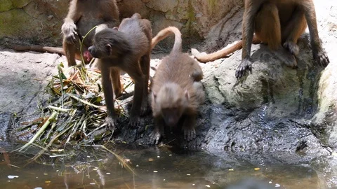 Baboon monkey drinking water and playing with each other Stock Footage 88161100