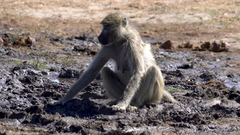 Baboon Monkey Drinks from a Muddy Puddle at an African Waterhole Stock Footage 340190892
