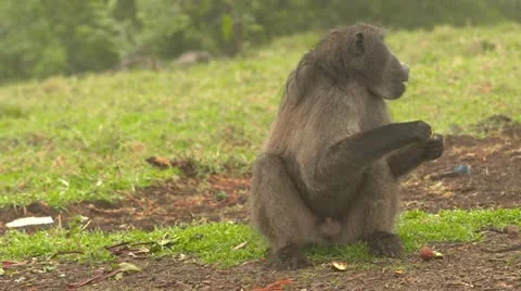 Baboon monkey eating Stock Footage 10979429