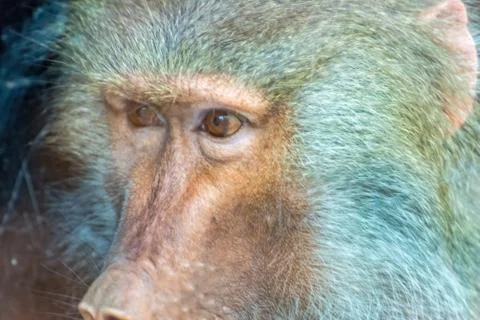 Baboon monkey fixes a point and focuses on it Stock Photos
