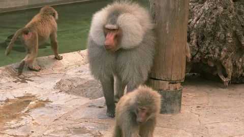 Baboon monkey, Hamadryas baboon (Papio hamadryas) 스톡 동영상 79907754