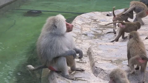 Baboon monkey, Hamadryas baboon at zoo Stock Footage 79907286