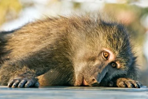 Baboon monkey lying sadly looks at photographer 库存照片
