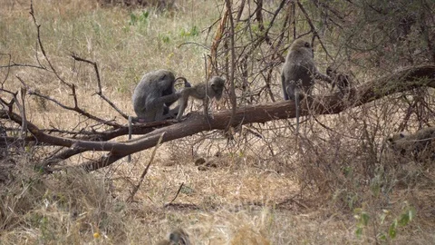 Baboon Monkey Mother Cleaning Ass of Her Young on Branch Of Tree in 動画素材 121848533