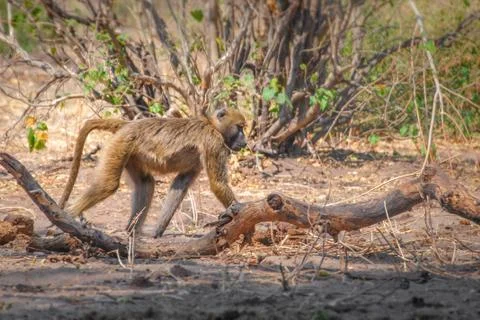 Baboon monkey (Papio ursinus) walking  in chobe National Park in Botswana, Af Stock Photos
