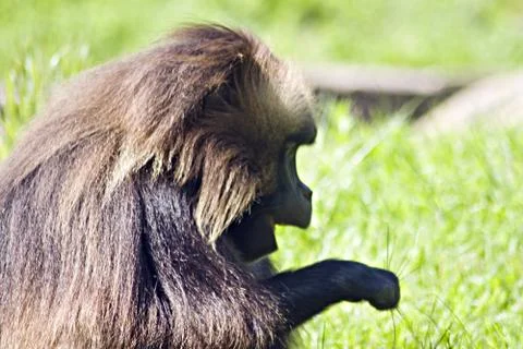 Baboon Monkey Stock Photos