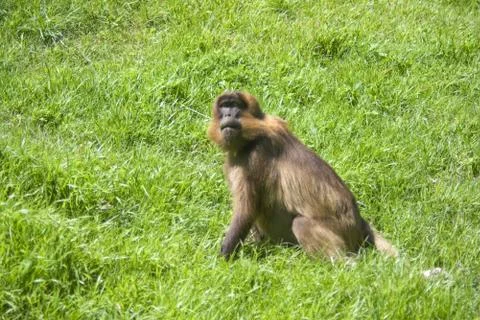 Baboon Monkey Stock Photos
