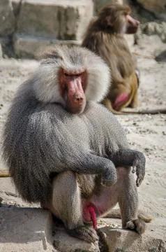 Baboon monkey Stock Photos