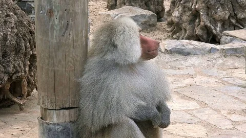 Baboon monkey portrait Video stock 79630873