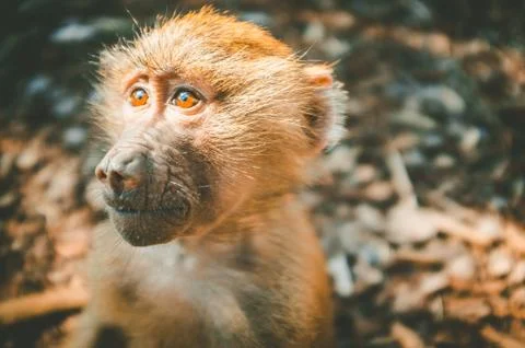 Baboon monkey in ray of light closeup portrait on blurred background Stock Photos