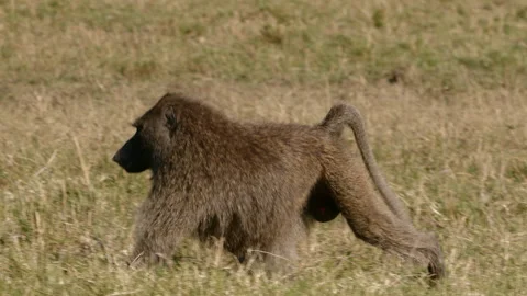 Baboon Monkey in Savannah Walking Stock Footage 269116760