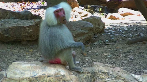 Baboon Monkey Seating on the Ground Stock Footage 31455307