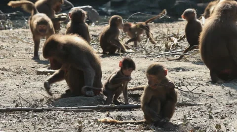 Baboon monkeys running around Video stock 54615494