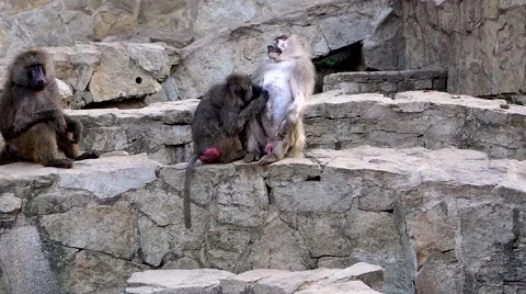 Baboon monkeys running around Stock Footage 68075233