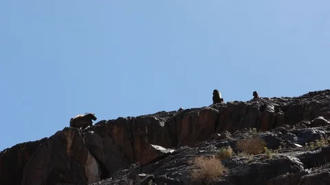 Baboon Monkeys walking in Namib Desert landscape Namibia Stock Footage 102733846