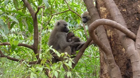 Baboon with mother Stock Footage 125445614