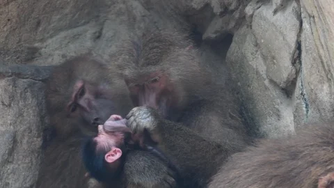 Baboon mother playing with kid monkey Stock Footage 88162275