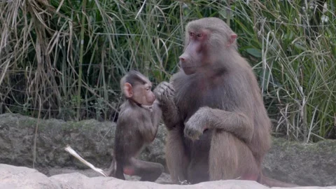 Baboon mother sits calmly Stock Footage 331445096