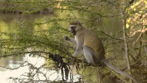 A baboon moves on a tree eating leaves at sunset in the savannah Stock Footage 100711198