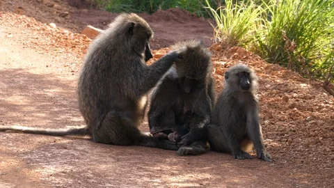 Baboon with Newborn Stock Footage 125130967