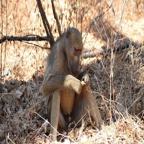 Baboon (Papio anubis) Stock Footage 69518377