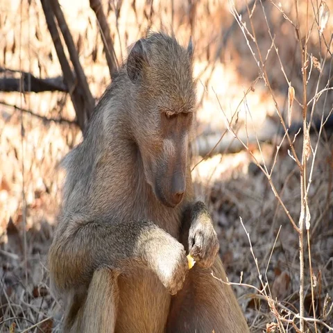 Baboon (Papio anubis) Stock Footage 69518968