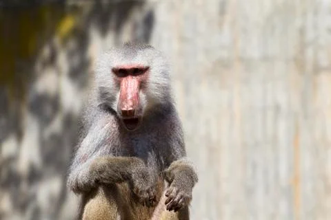 Baboon (papio hamadryas ursinus) Stock Photos